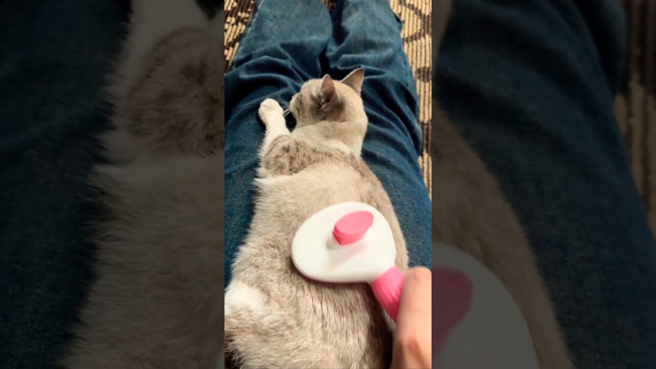 Cat Spa Time: Grooming & Relaxing 😻💖 