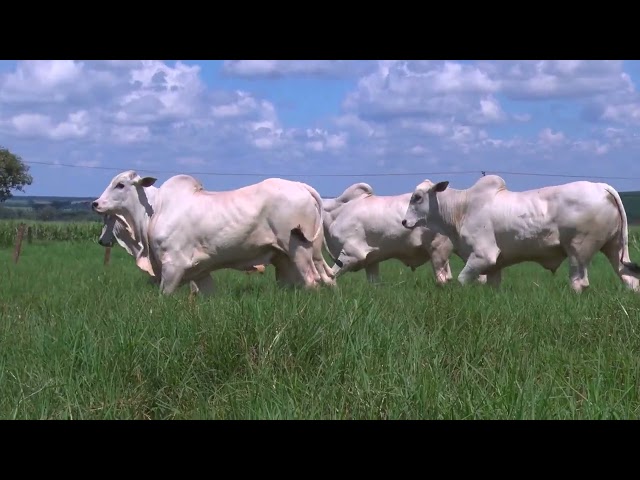 Lote 33   Leilão Virtual Liquidação Kanaxue Chateaubriand Reprodutores e Garrotes