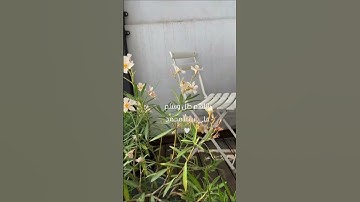 قران كريم | بدون حقوق 🤍.   #يوم_الجمعة #سورة_الكهف #صلوا_على_النبي