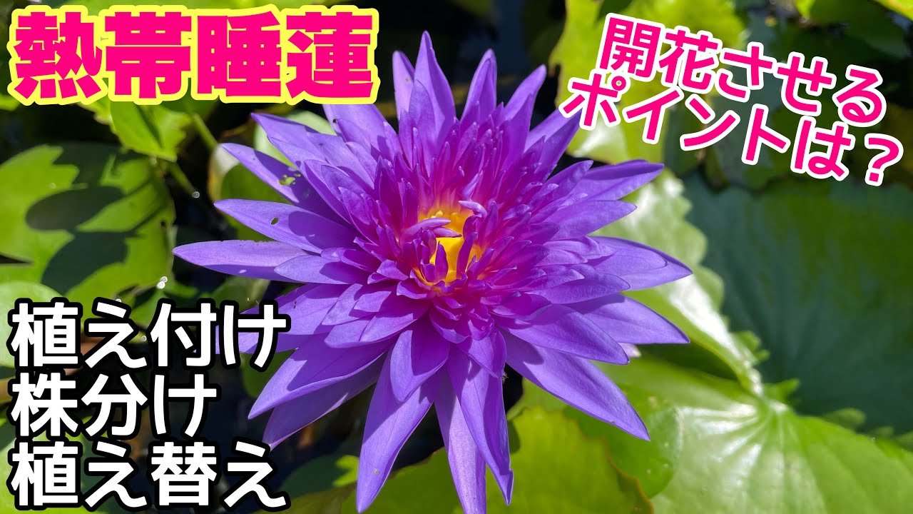 開花させるポイントは○○！熱帯睡蓮の植え替え株分け植え付け方法