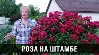 Штамбовая Роза Фото