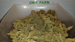 Sweet Zenzation from Sweet Seeds final weight Unit Farm UF4000 med Grow first of 5 different plants