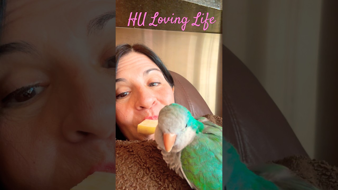 Quaker Parrot Eats Apples from my Mouth