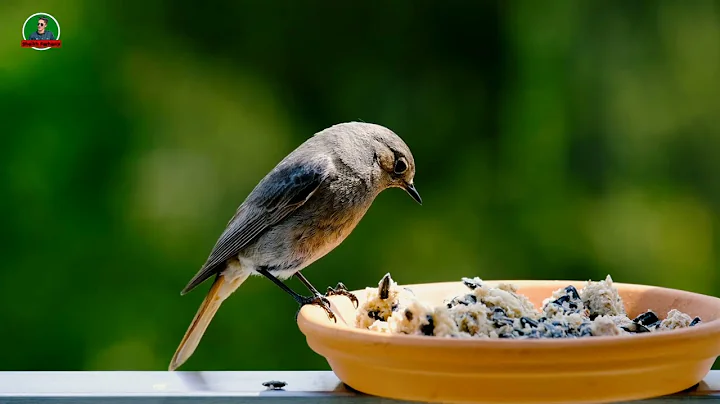 Singing nightingale / The best bird song /Wildlife World /