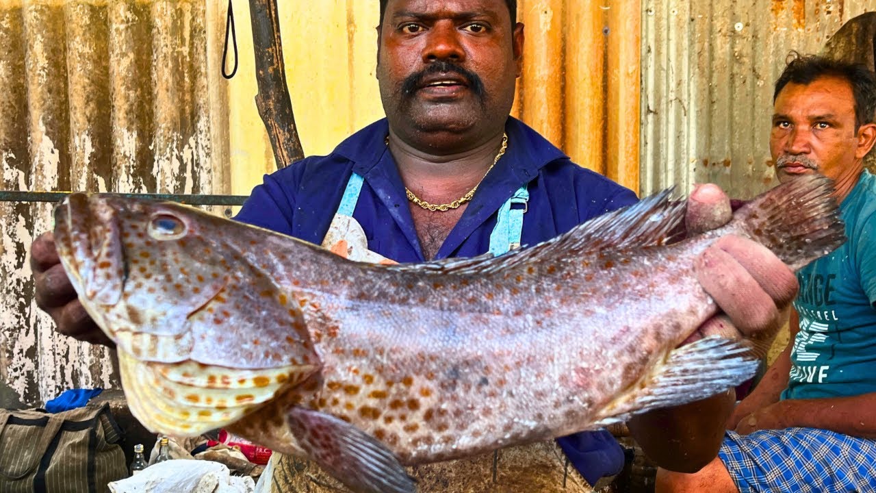 KASIMEDU SELVAM GROUPER KALAVAN FISH CUTTING VIDEO CUTTING FOCUS 🔪 ...