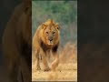 Like and subscribe animals wildlife lions lioncubs saveanimals savelions savenature