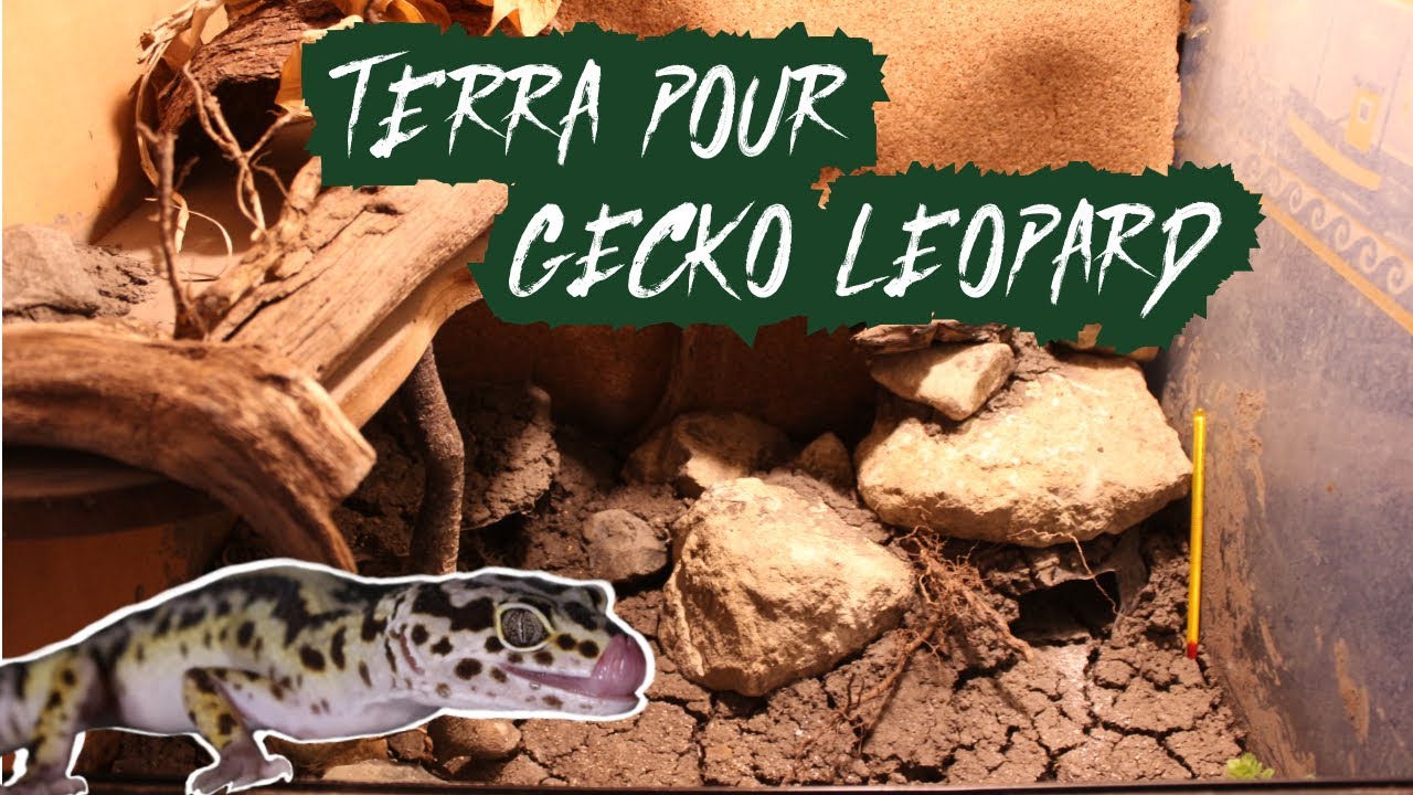 TUTO AMÉNAGEMENT D'UN TERRARIUM POUR GECKO LÉOPARD! YouTube