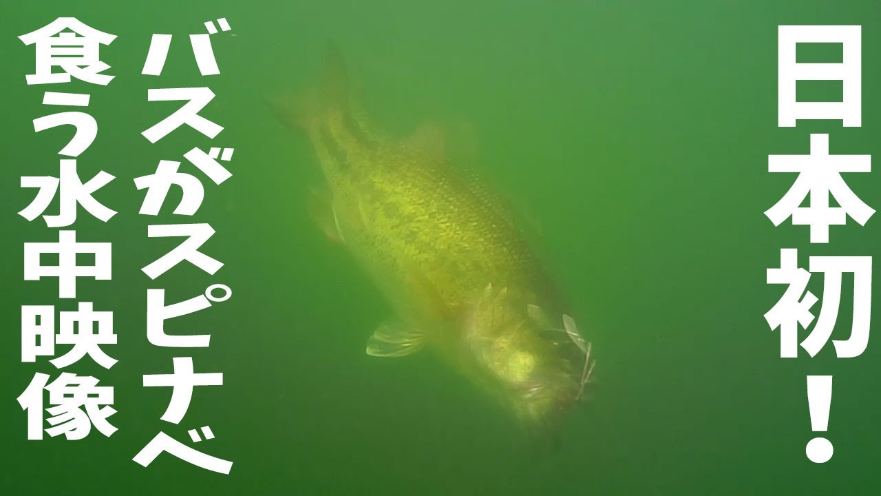 バスがルアーを食う瞬間を水中カメラで撮ってみた The Moment The Black Bass Eats The Lure Youtube