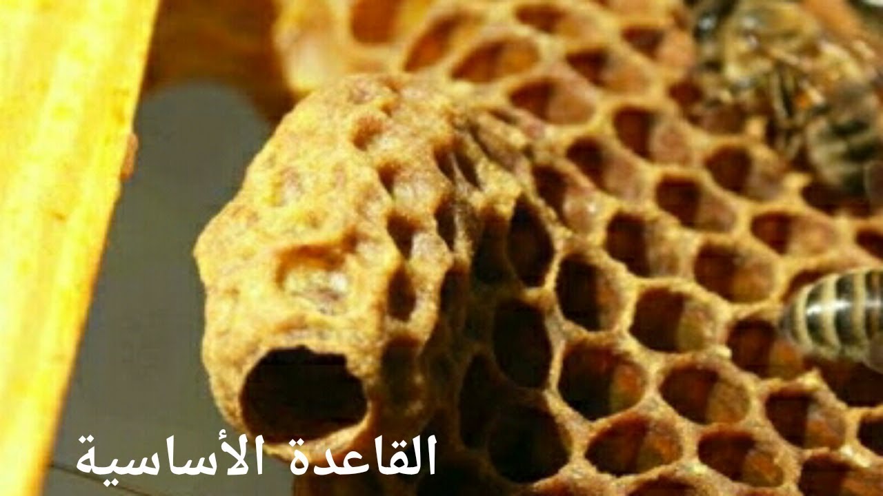 القاعدة الأساسية لتربية ملكة ممتازة/توقيت إختيار أفضل البيوت الملكية