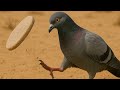 いつものやつ