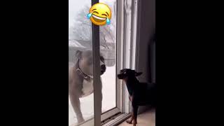 Big Bark No Bite  dramagtv funny content viral