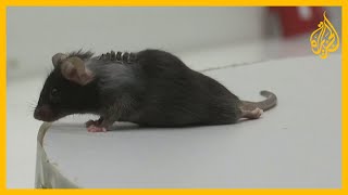 بارقة أمل.. علماء ينجحون في استعادة قدرة المشي لفئران أصيبوا بالشلل