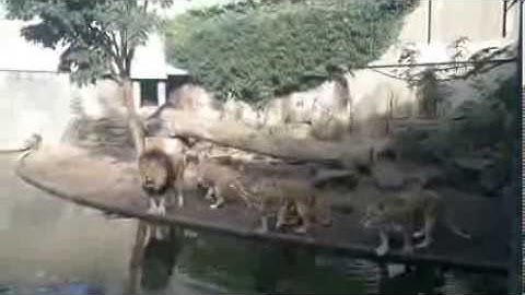 Leeuwen voeren in Artis