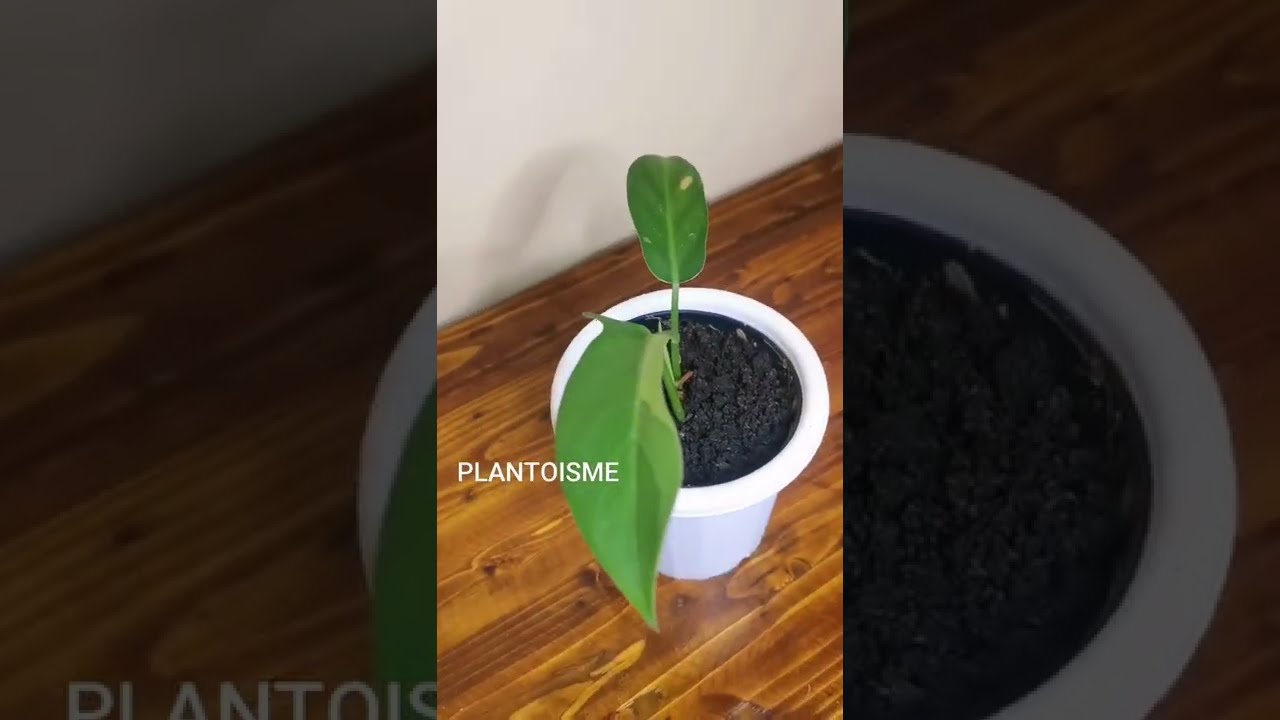 Philodendron Jerry Horne Variegata 🌱