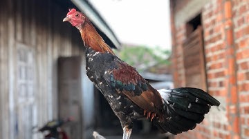 ไก่ป่าน้ำ1 | geely | 02077892016 15 พฤศจิกายน ค.ศ. 2021