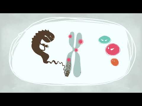 Βίντεο: Ποιο από αυτά αναπτύσσεται από λεμφοειδή βλαστοκύτταρα;