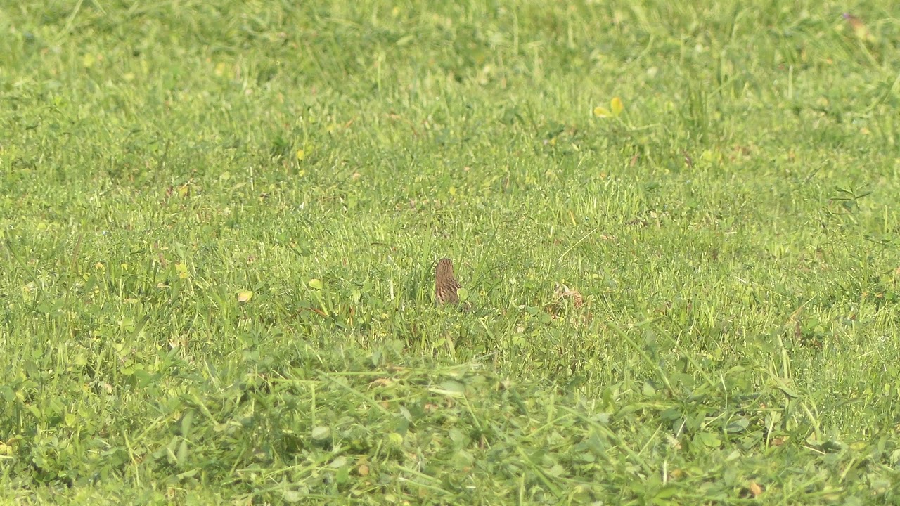 Pispola golarossa (Anthus cervinus), 22 aprile 2021, Sesto Ulteriano