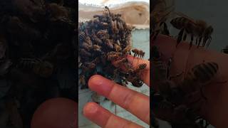 Arıyı Avuçlamak Mi