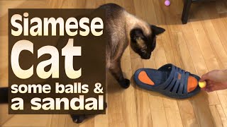 Siamese Cat, some balls, and a sandal