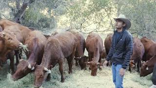 Introducing the Bonsmara breed. That's Pretty Neat! at Las Cumbres Ranch.