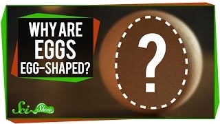 Why Are Eggs ... Egg-Shaped?