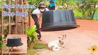 Wow !! Top Funniest Super Plastic Box vs Sleeping Dog | How to Stop Laugh?