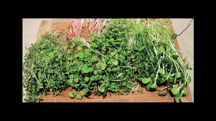 Peter Burke on Indoor Salad Gardening
