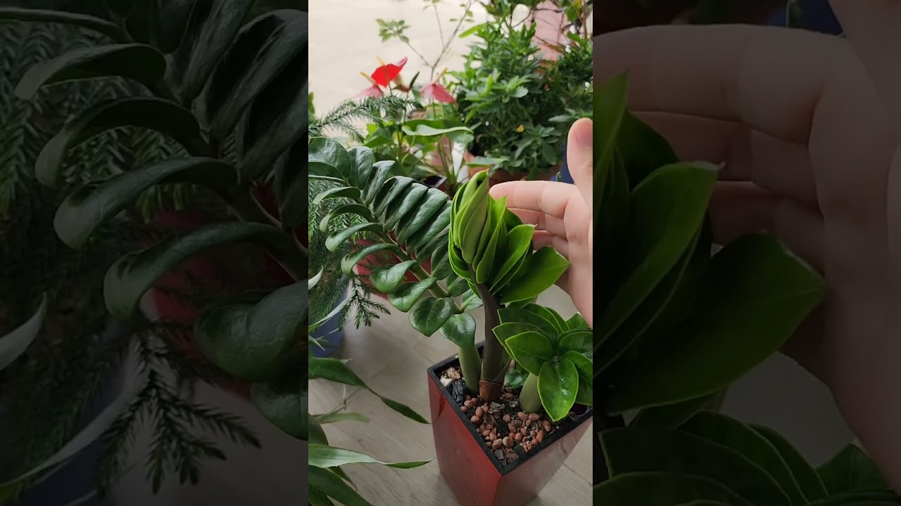 N⁰-176.ЗИНЗИ ГУЛИМ ОЧИЛДИ...