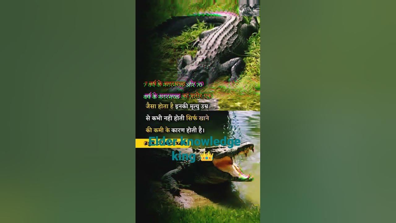 crocodile fact for upsc question 🔥 🔥 - YouTube