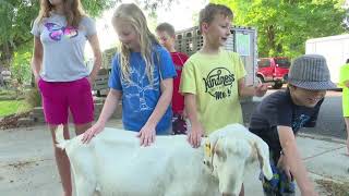 Goats take over Boise, Idaho, neighborhood: KTVB noon newscast