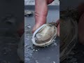 Best Louisiana Hot Sauce Part 5 Oystertastetest Hotsauce Best Louisiana Hot Sauce Part 5 Oystertastetest Hotsauce