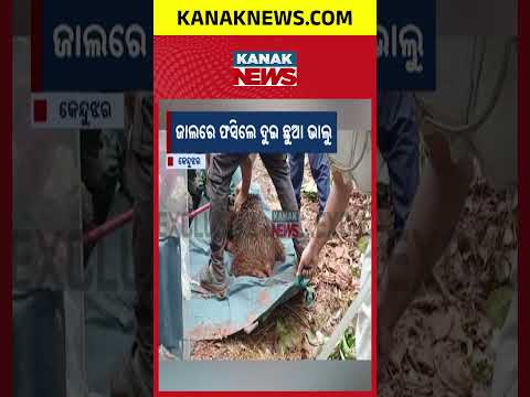 Bear Cubs Rescued From Trap in Keonjhar Forest | Odisha Breaking News