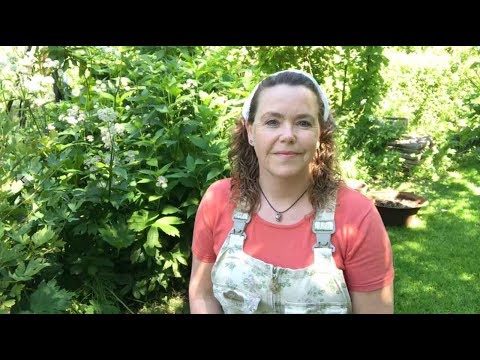 Video: Hvordan Komme Deg Til Den Botaniske Hagen