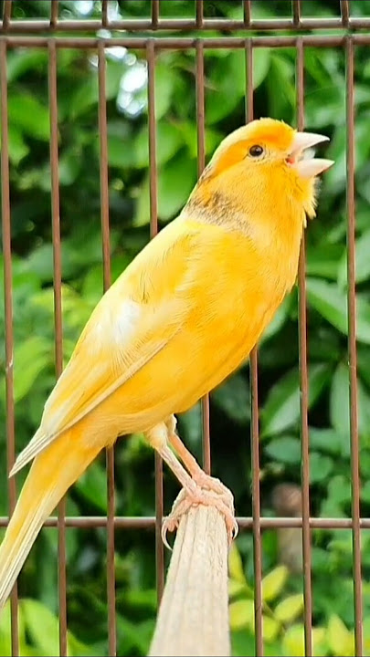 bird sounds | canary singing #birds #bird #animals