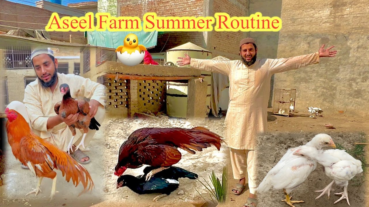 Aseel Farm Summer Routine 🐣 - YouTube