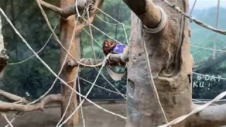 Tengkus Birthday Party! Fort Wayne Childrens Zoo