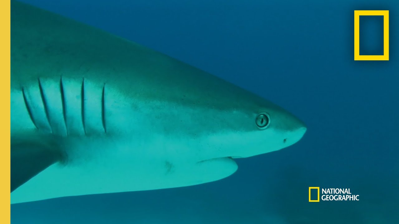 ⁣How a Shark's Vision Works  | When Sharks Attack