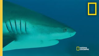 How a Shark's Vision Works  | When Sharks Attack