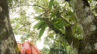 French Guiana fights to save rainforest