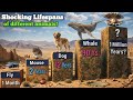 Which Creature Has Lived the Longest? | Fact D. Man
