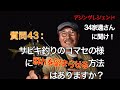 【アジング】質問 [ 43 ]：サビキ釣りのコマセの様に群れを留らせる方法はありますか？【３４家邊に聞け！】