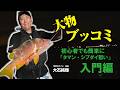 ~伊豆大物ブッコミ~初心者でも簡単に「タマン・シブダイ狙い」入門編