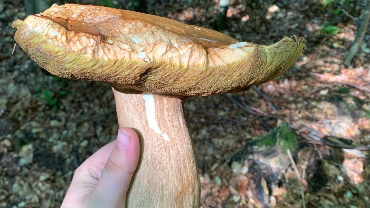 Giant Boletus Mushroom XXL Size May: Grande Funghi Porcini Maggio, Hribi, Steinpilze - Foraging