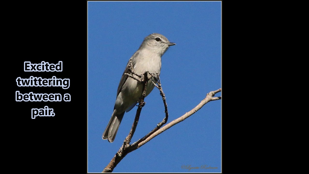 Ashy Flycatcher vocalisations