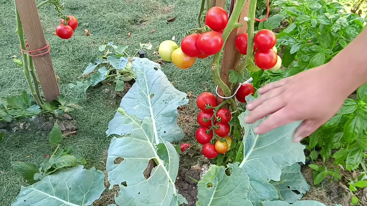 paradajky - odstraňovanie zalistkov ( vlkov) a listov, hnojenie