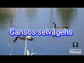 Alasca Selvagem