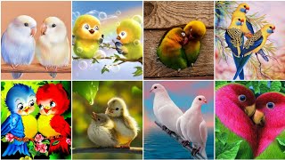 Beautiful New Birds dp for whatsapp | Birds Photo/Pics | Birds wallpaper photo - DRP Collection #dp screenshot 1
