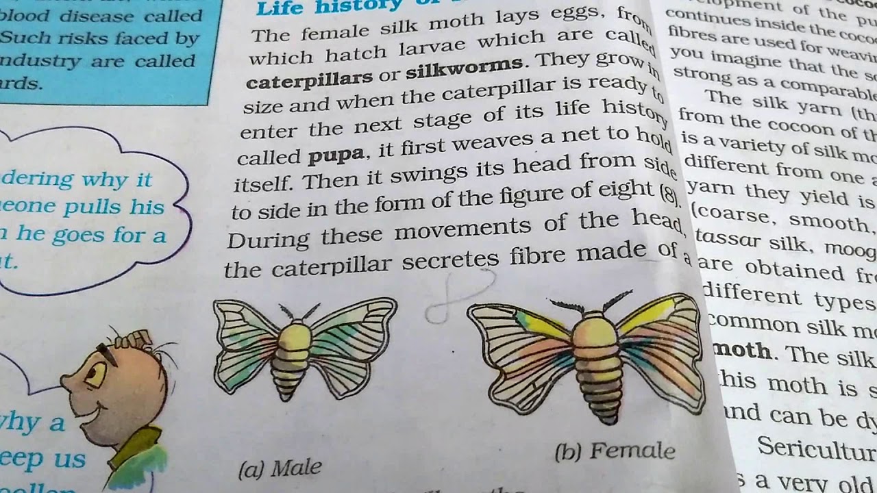 ncert-class-7th-science-chapter-3-fibre-to-fabric-youtube