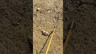 Hitting golf balls on Christmas #golfswing #golf