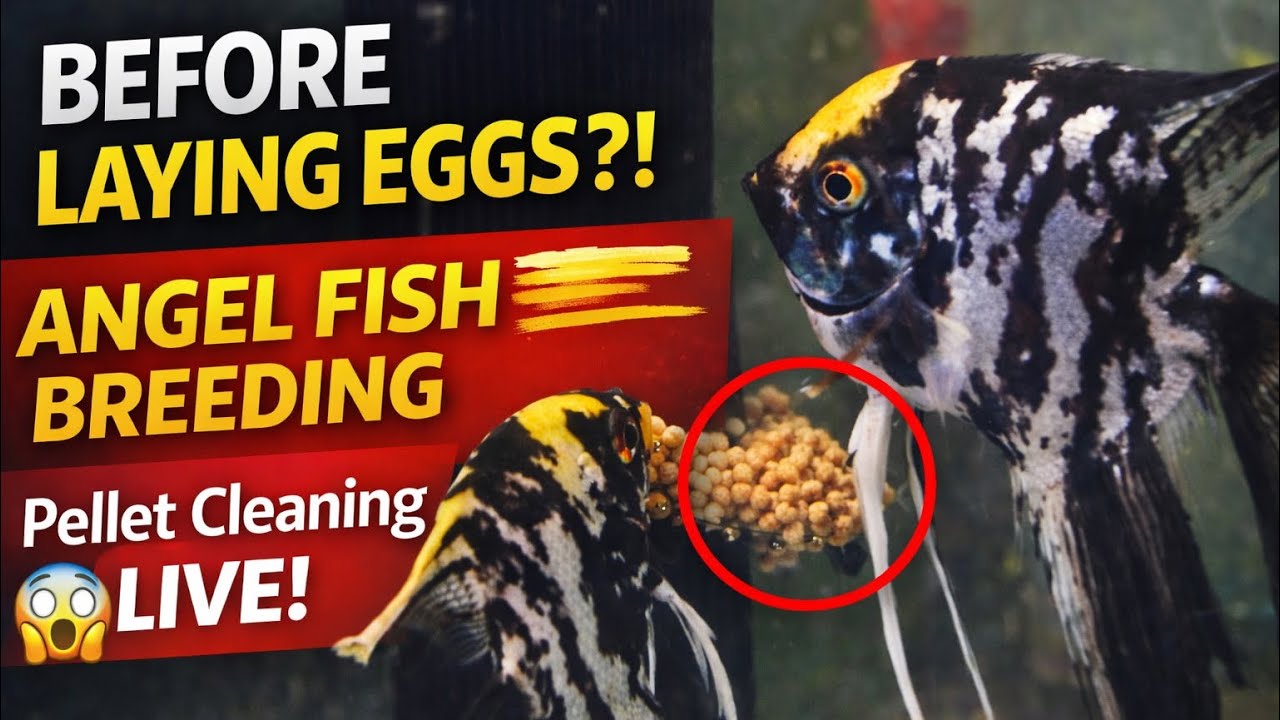 OMG! 😲 Angel Fish Cleaning Pellets Before Breeding?! | Close Tank Moments 